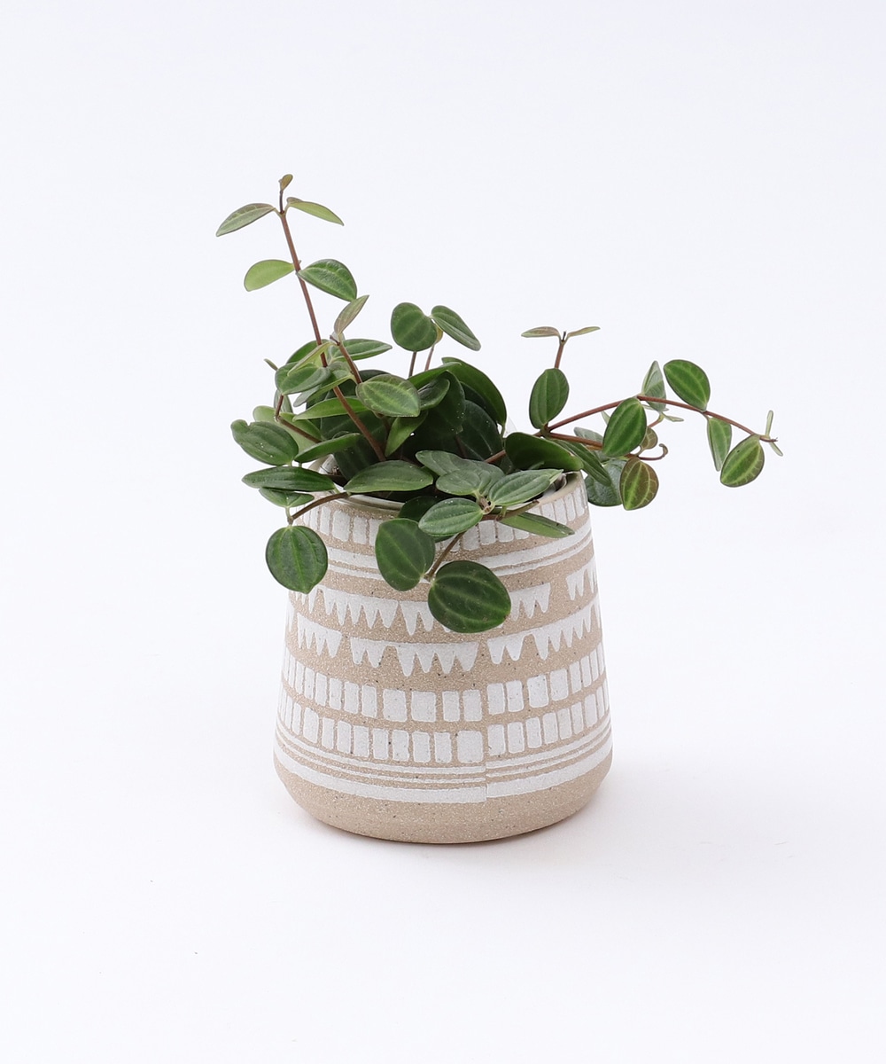 グリーン・観葉植物 ペペロミア・アングラータ/アクアテラポット