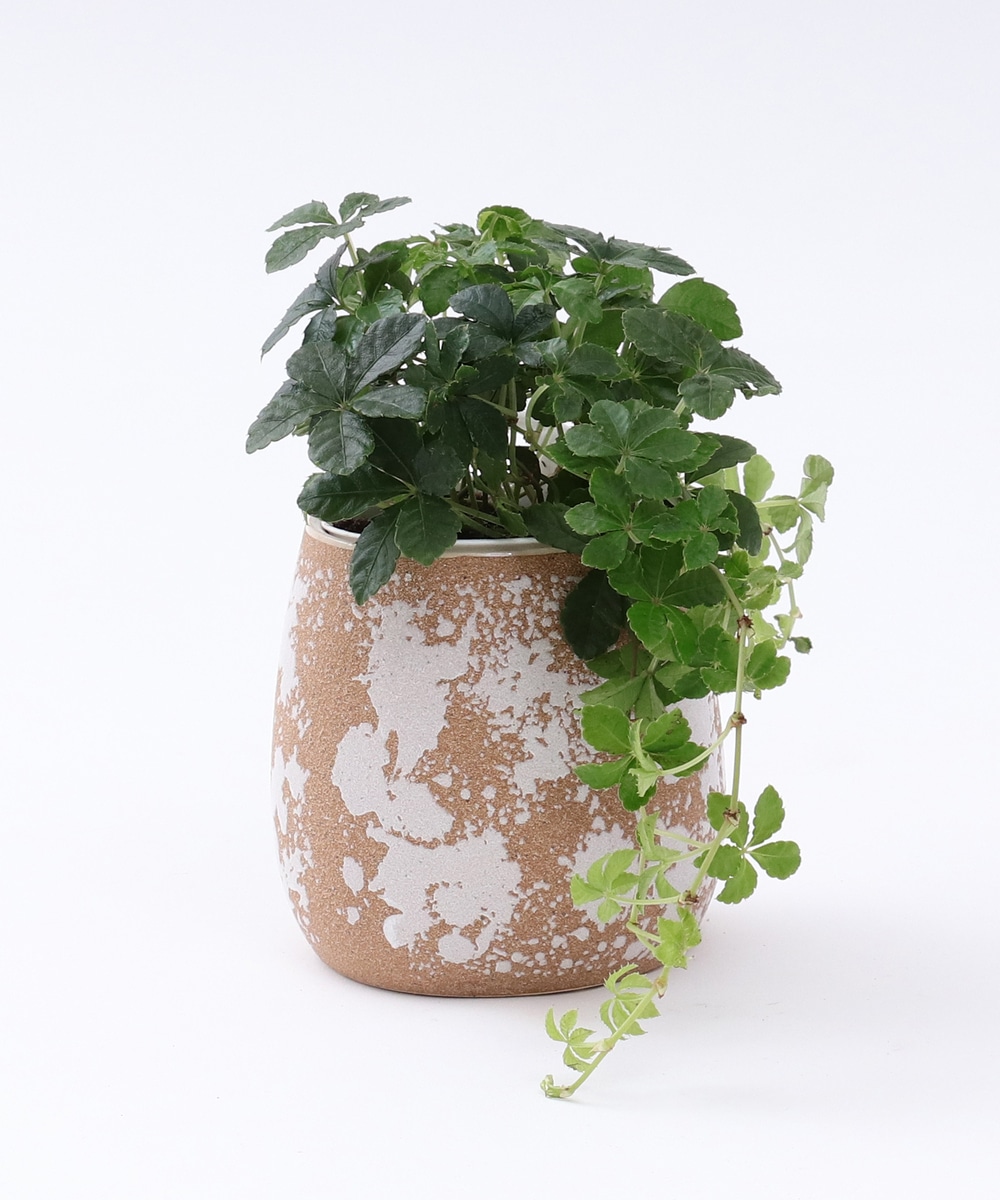 グリーン・観葉植物 パーセノシッサス・シュガーバイン/アクアテラポット