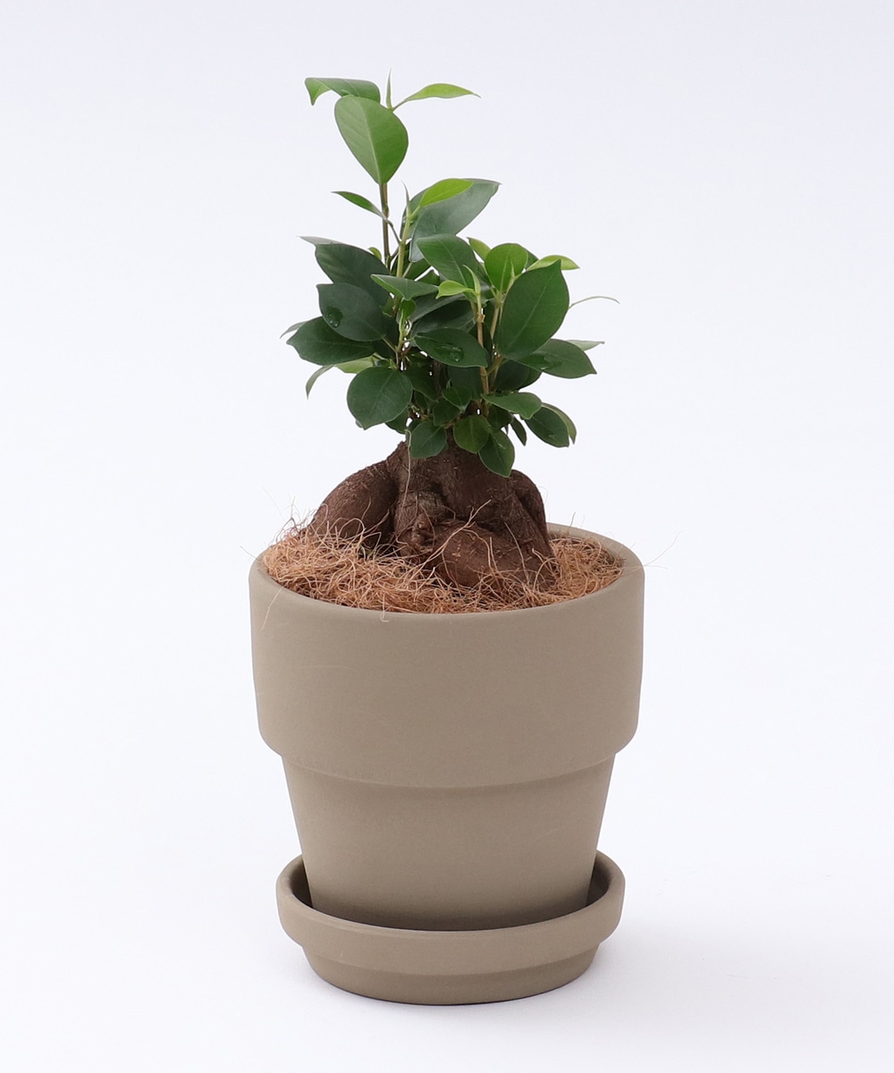 グリーン・観葉植物 ガジュマル/ペイントテラコッタ鉢
