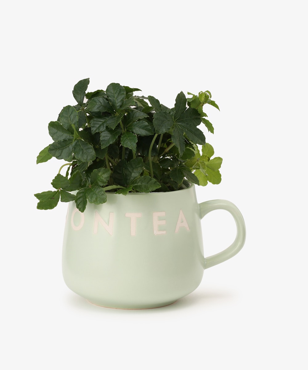 グリーン・観葉植物 パーセノシッサス・シュガーバイン/マグカップ