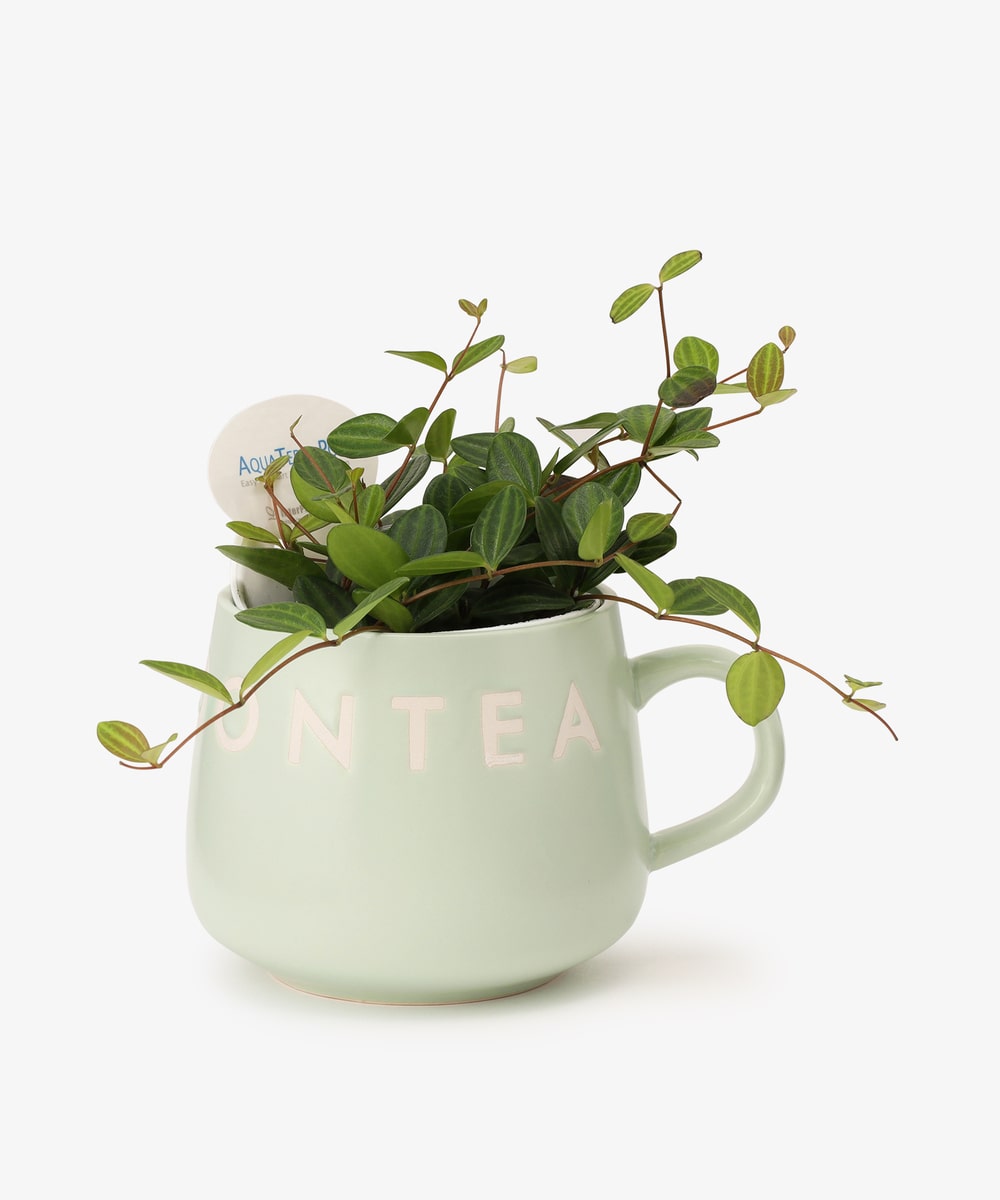 グリーン・観葉植物 ペペロミア・アングラータ/マグカップ